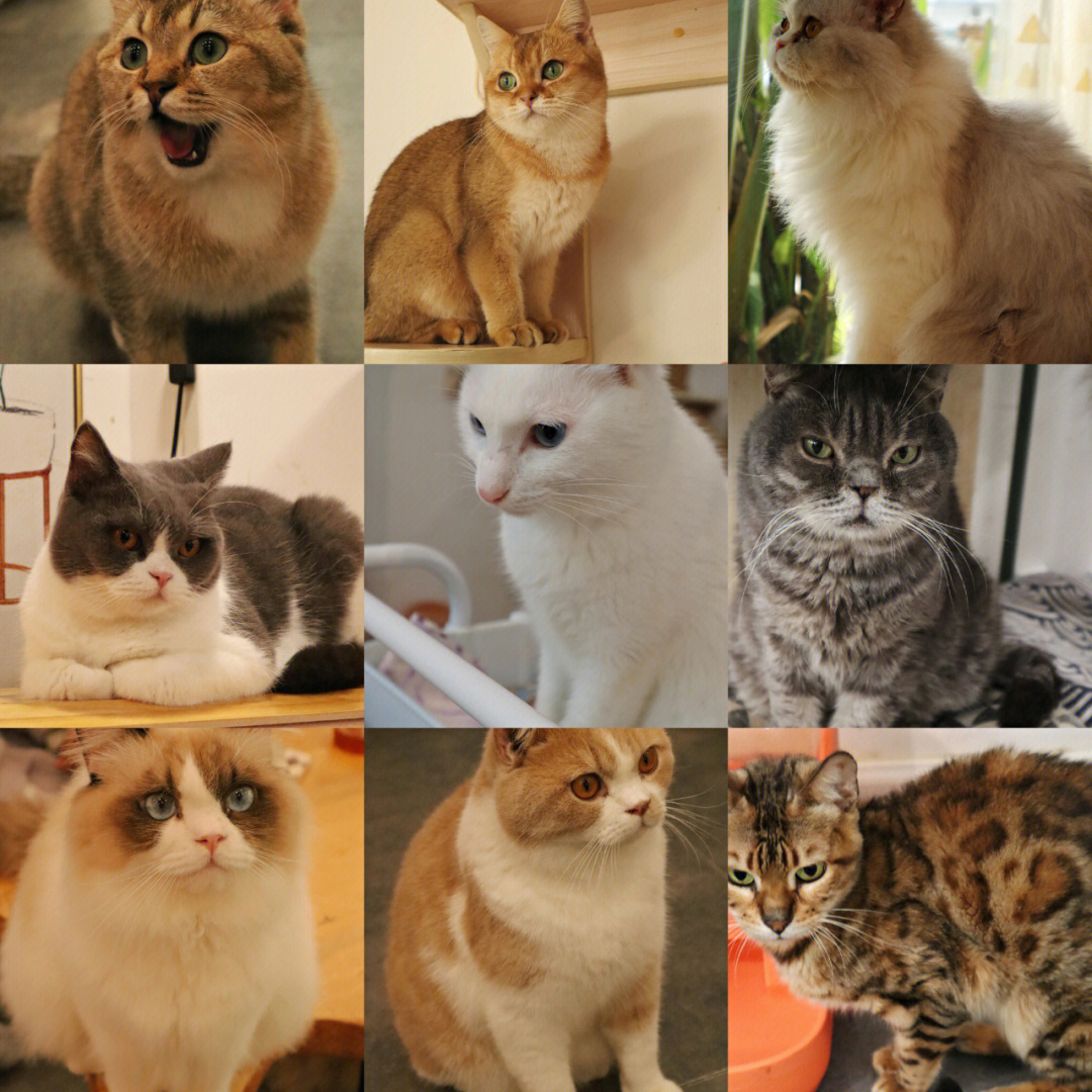 猫的品种排名漂亮图片