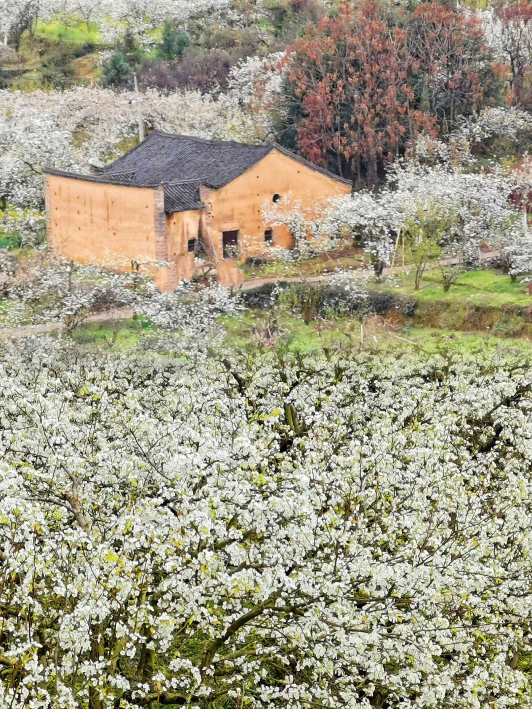 桂林赏花ll广西最大万亩梨花基地等你来