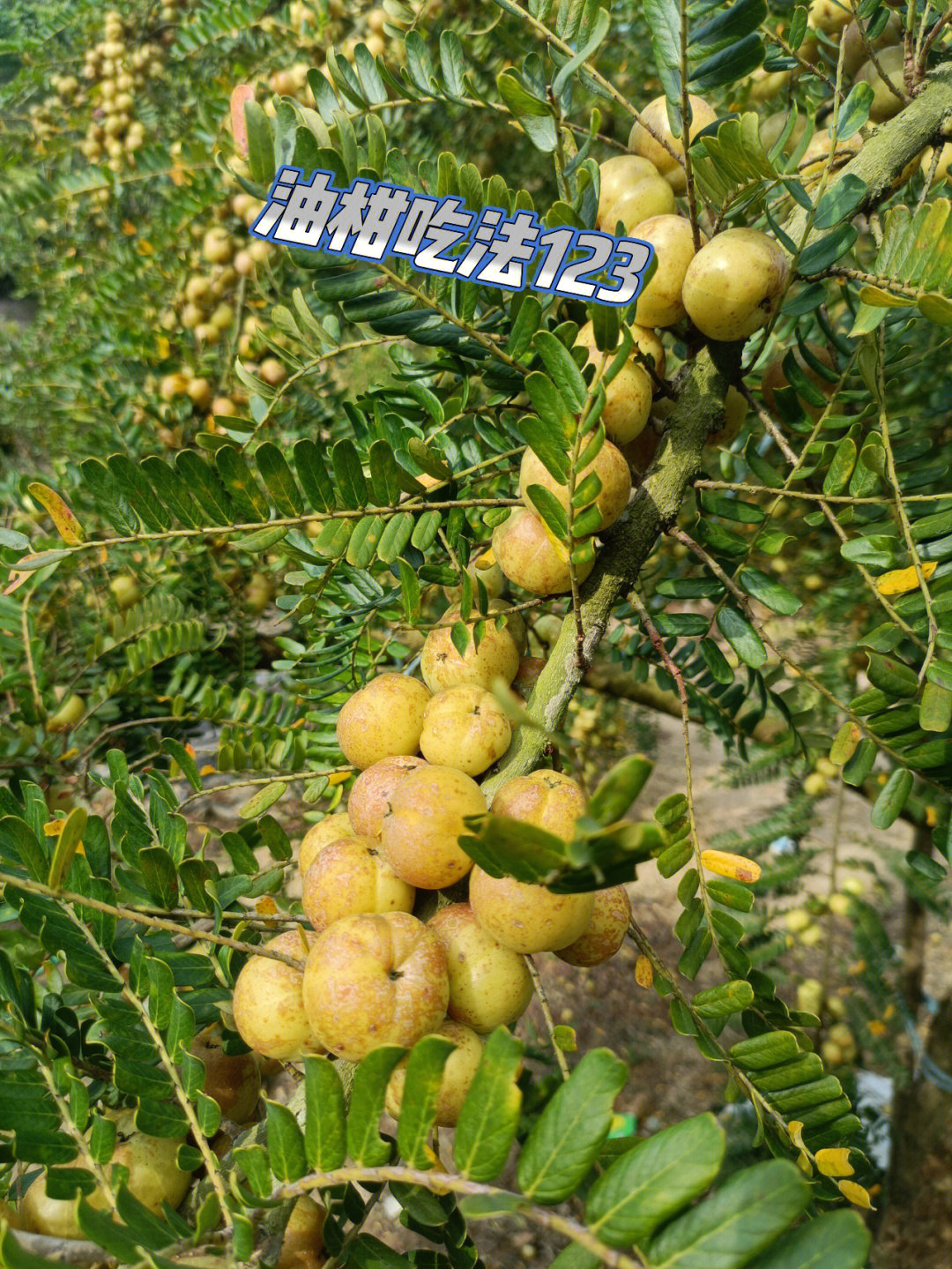 油柑图片未成熟图片