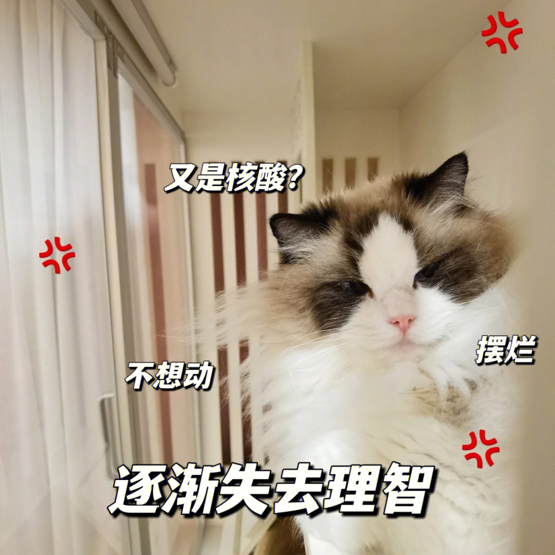 上海宅家日记布偶猫表情包自取