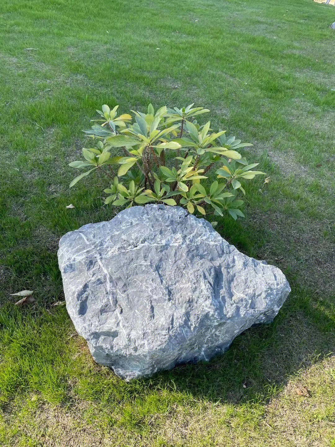 草坪点缀造景黑山石绿化造景点缀自然景观石