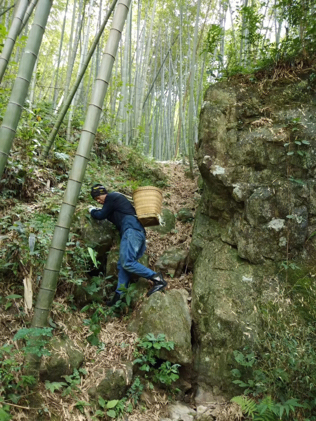 秦岭深山采药人图片