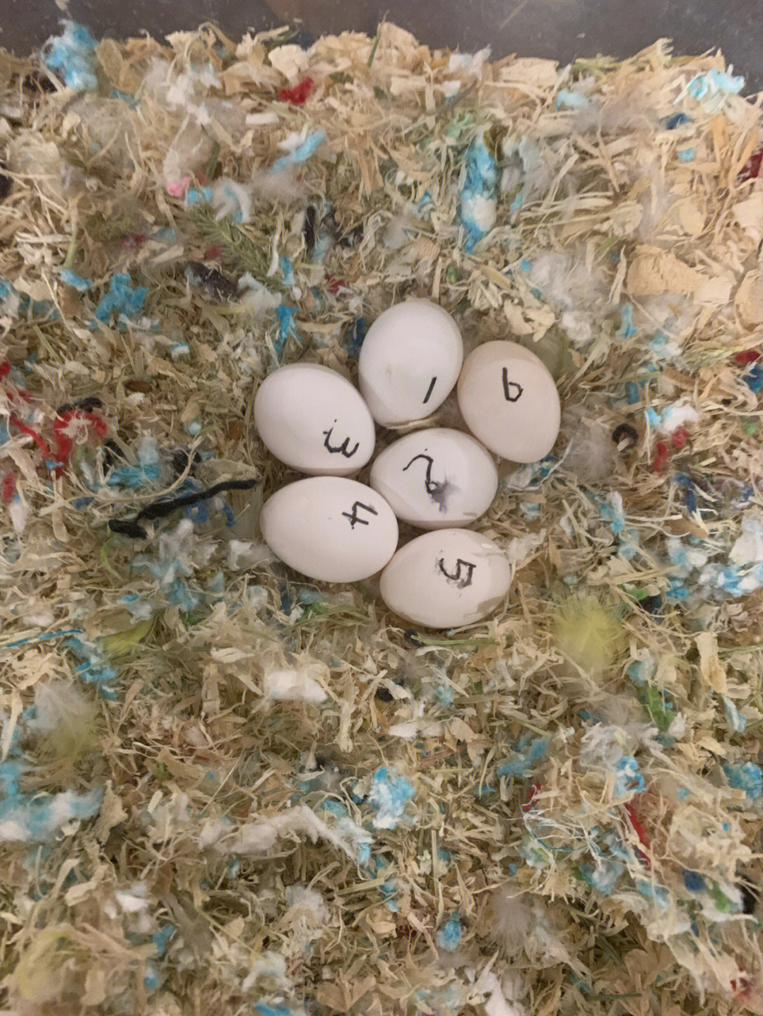 鹦鹉孵化1到21天照蛋图图片