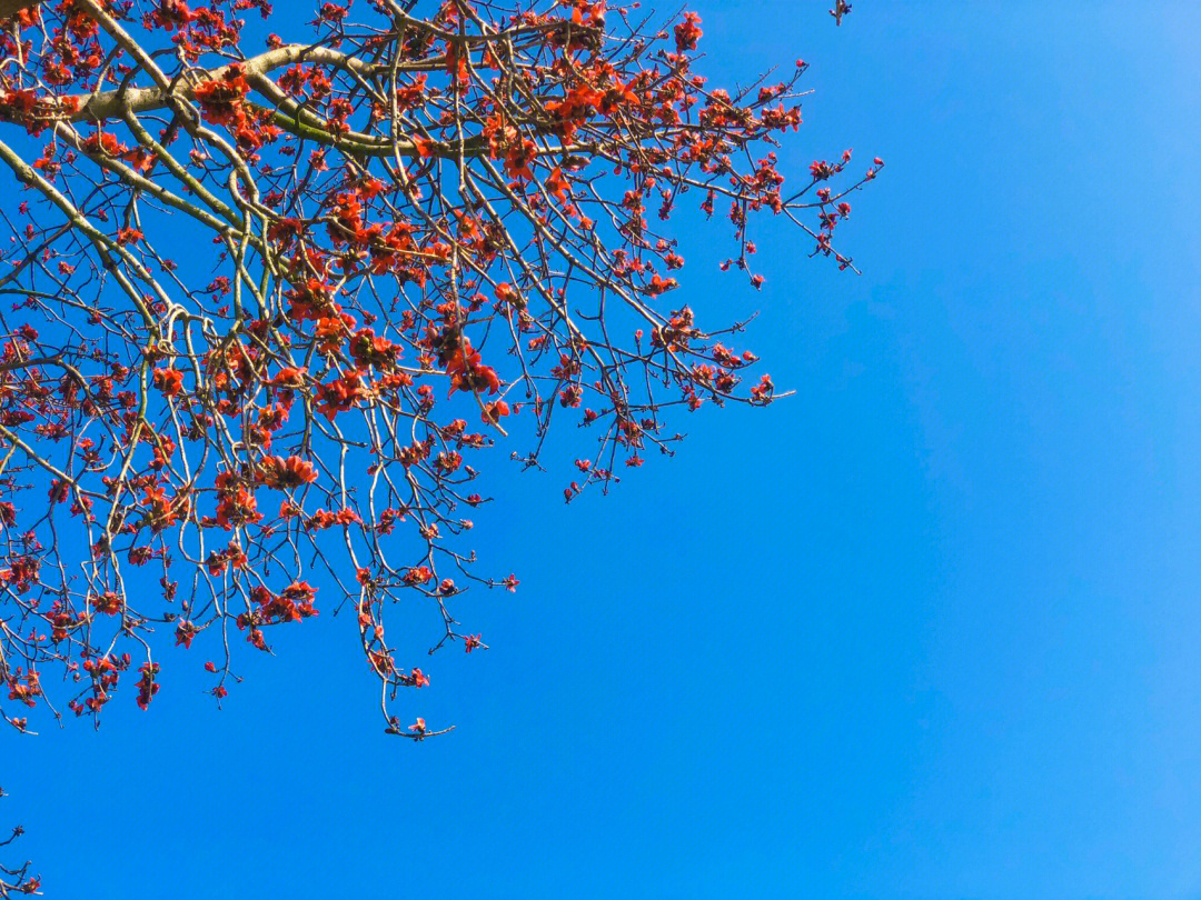 木棉花开