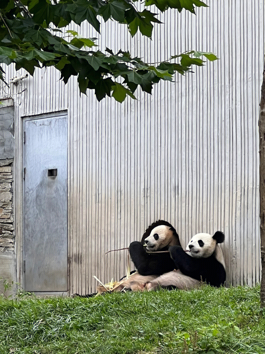 帅熊龙二图片