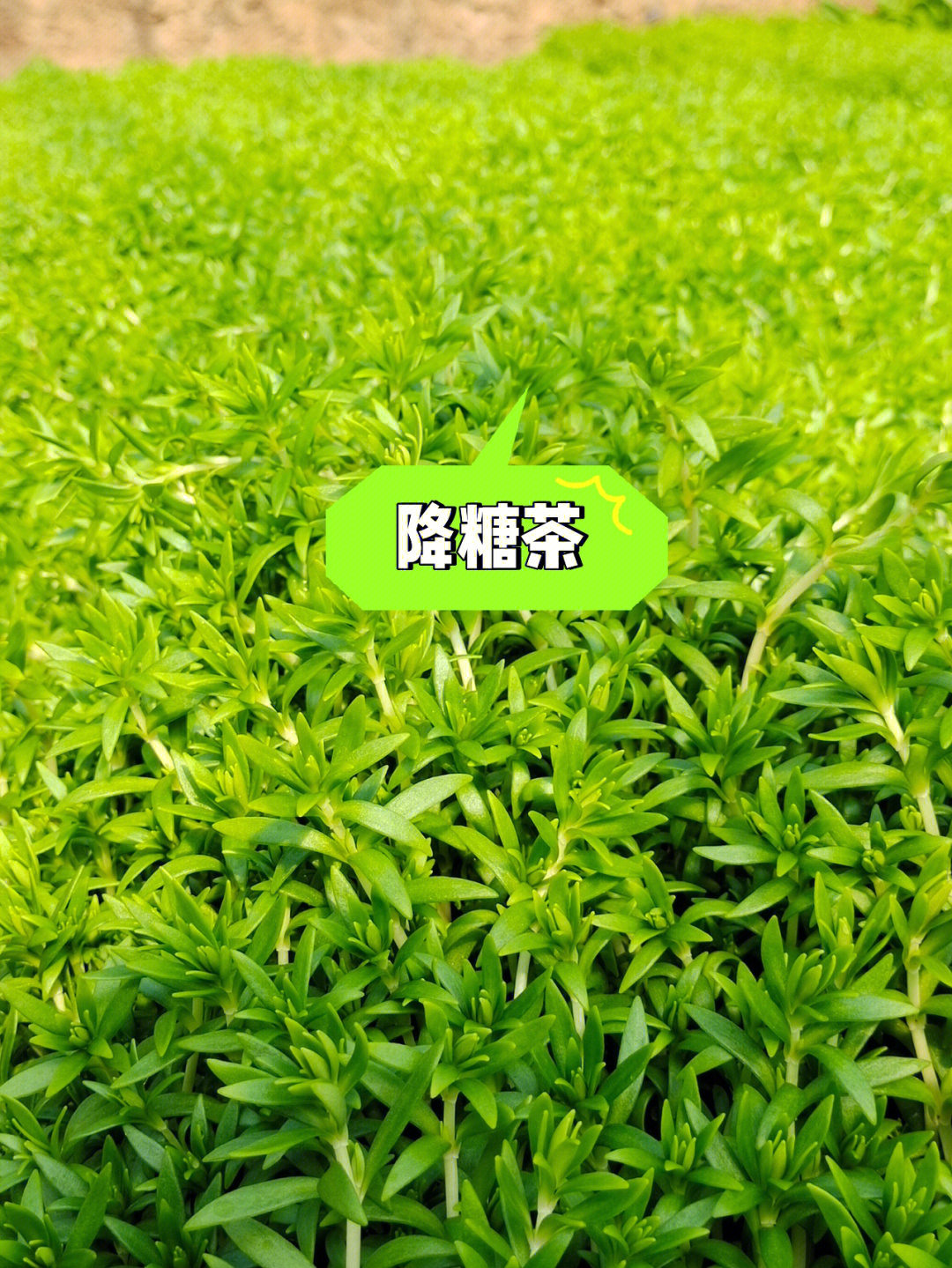 三叶草7815茶