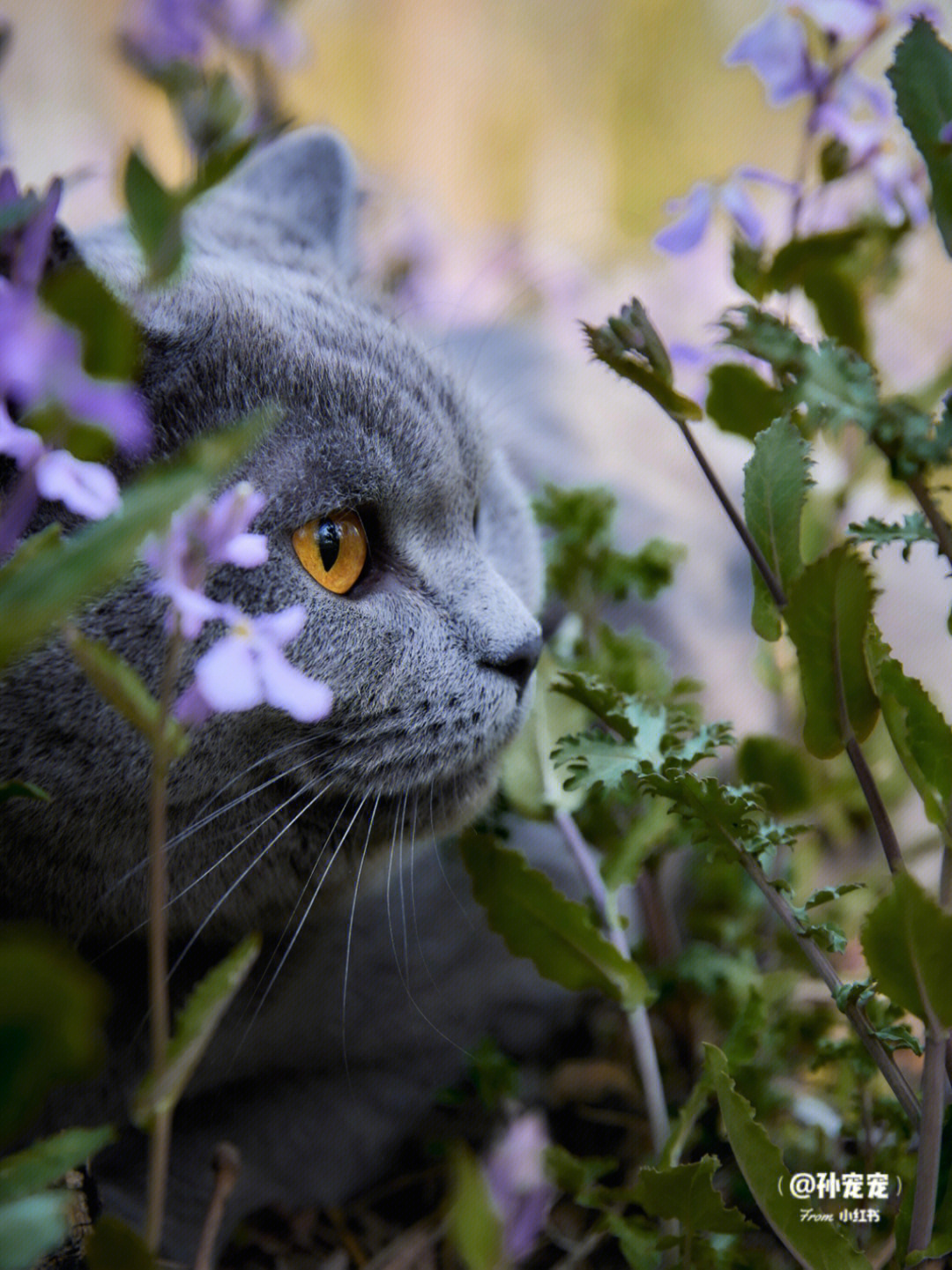 琥珀色眼睛蓝猫图片