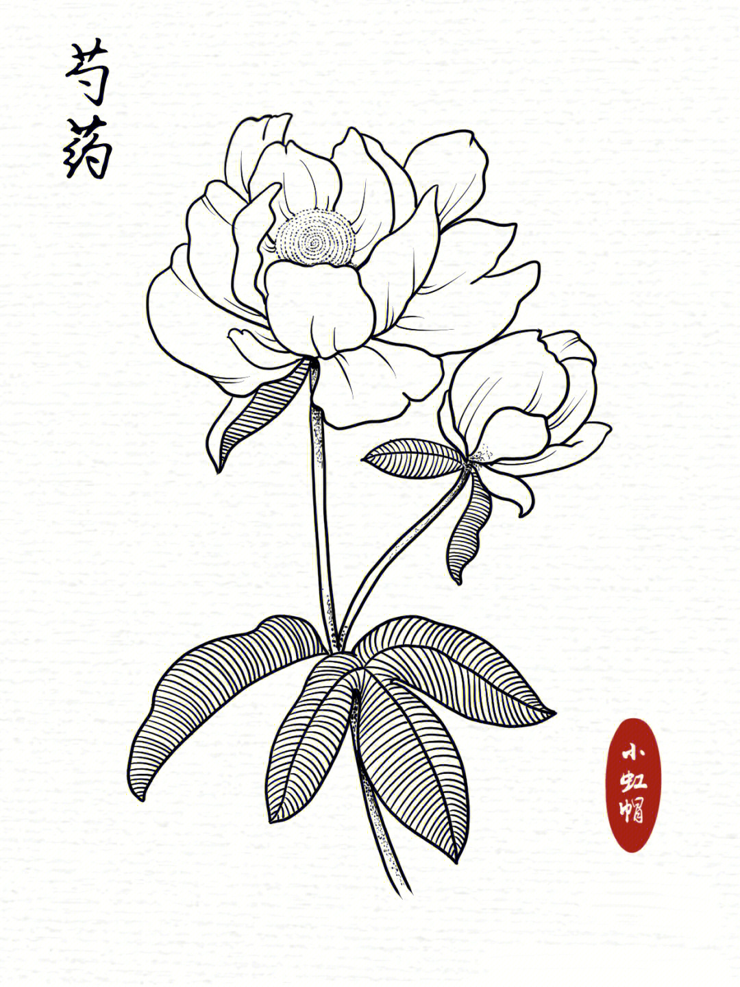 线描练习花卉线稿芍药附过程