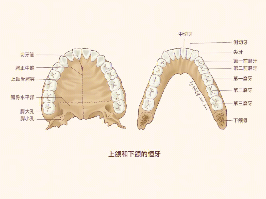 牙构造手绘解剖图片图片