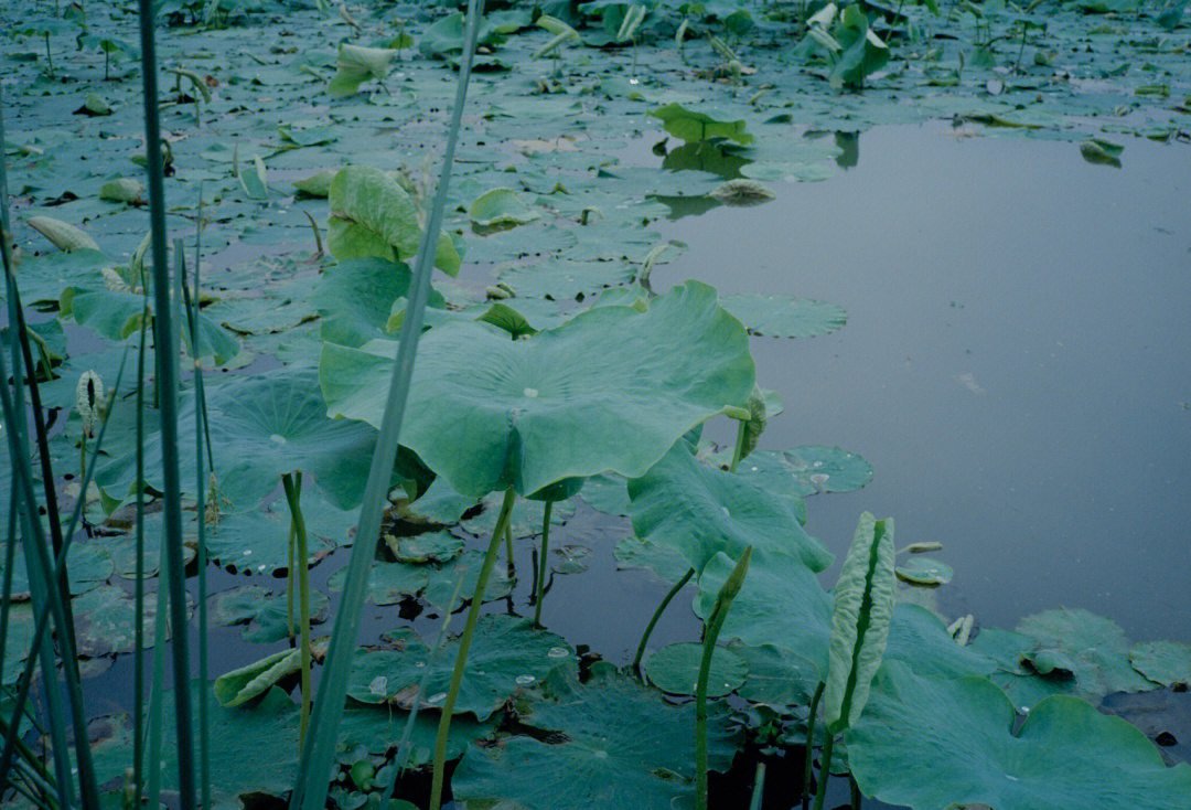 江夏区黄家湖湿地公园图片