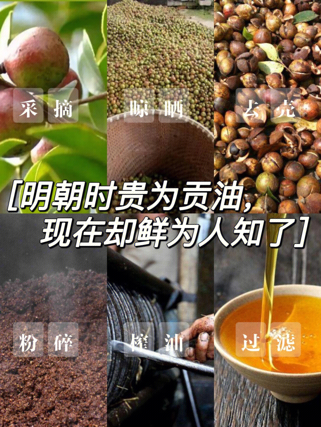 江西特产有机野山茶籽油中国独有的食用油