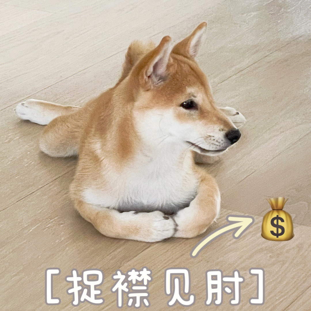 救命柴犬真的是戏精表情包大王