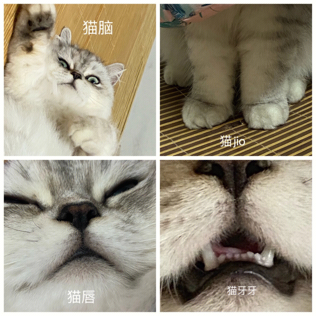 猫咪破解版唇色图片