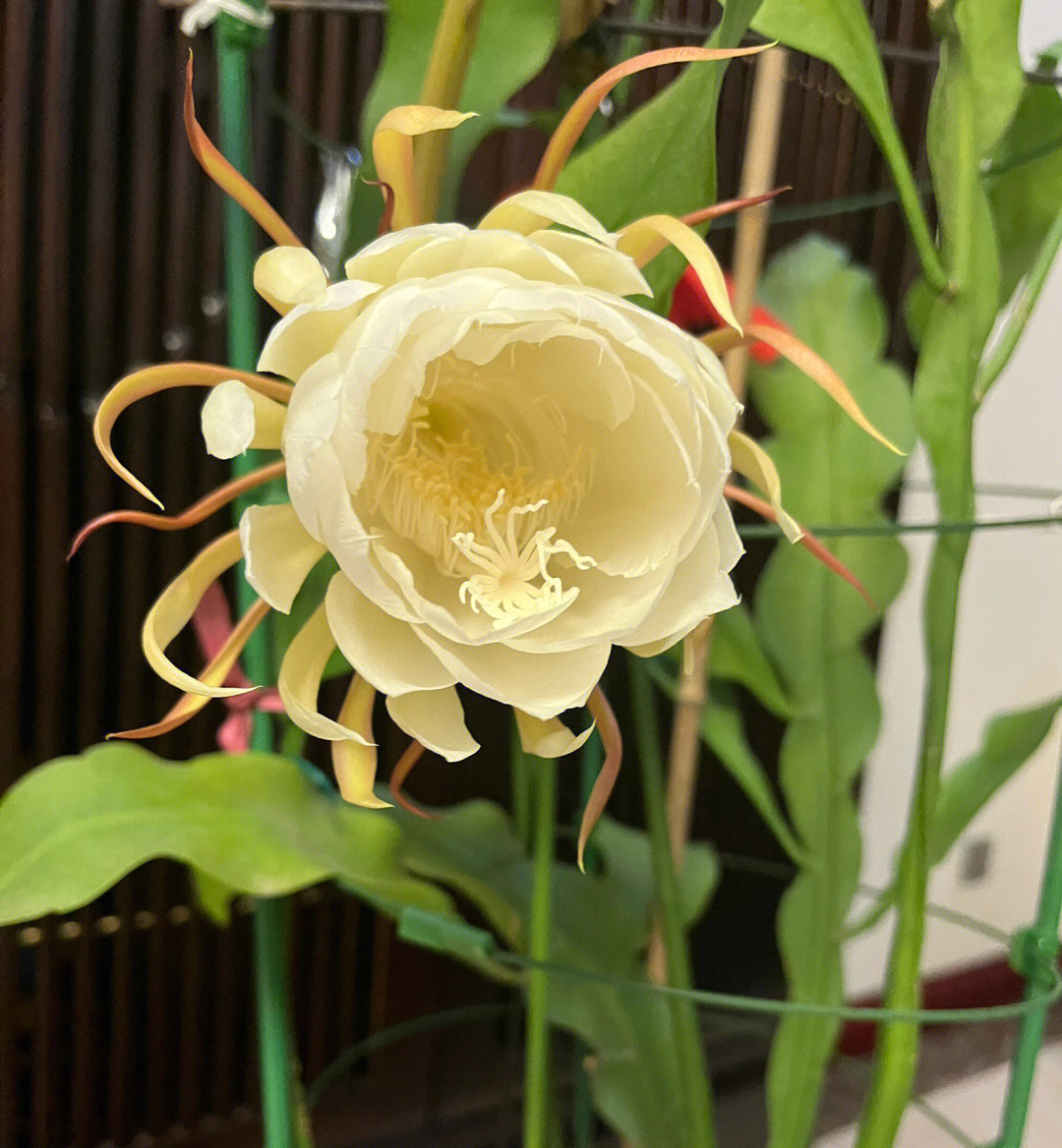 昙花一现