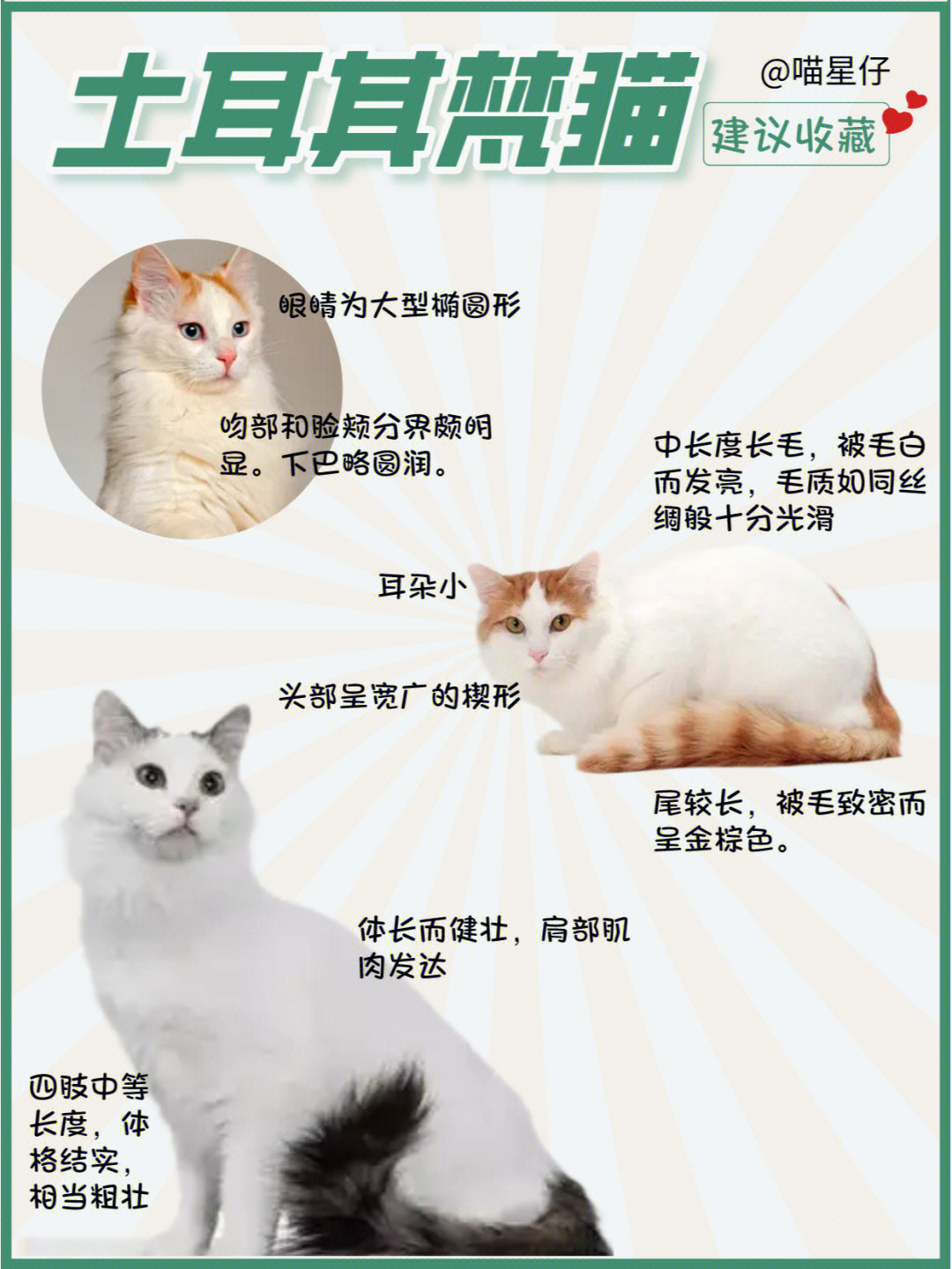 土猫的品种介绍及图片图片