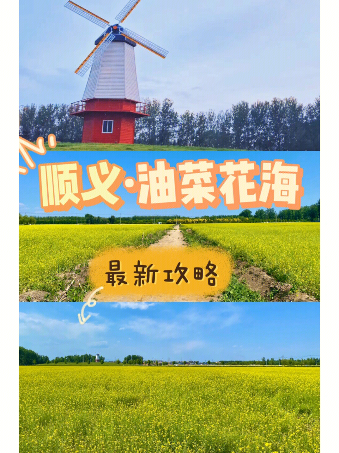 楼台村油菜花图片