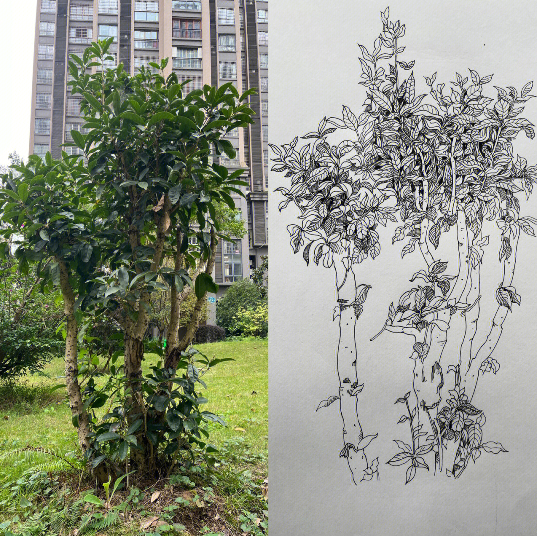 植物的写生画简单图片