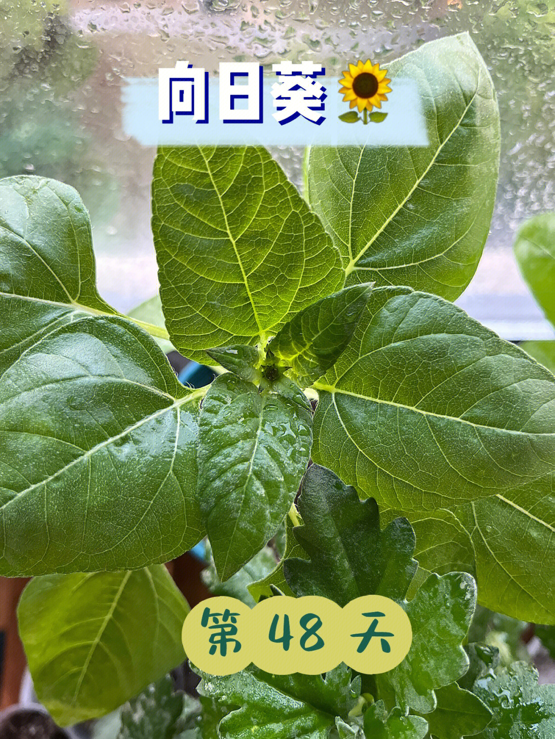 矮生向日葵种植方法图片