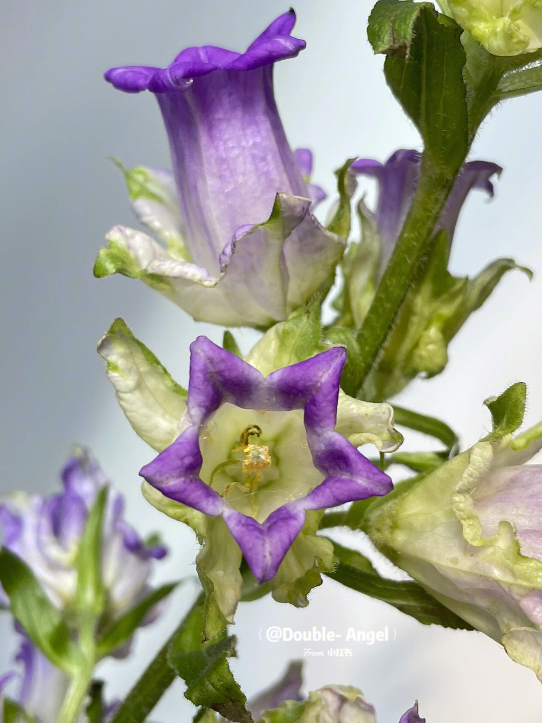 重瓣风铃花枯了图片