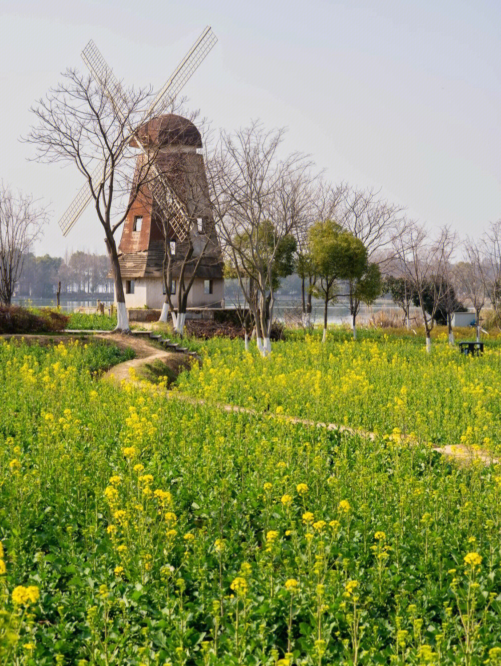 田村油菜花公园地址图片