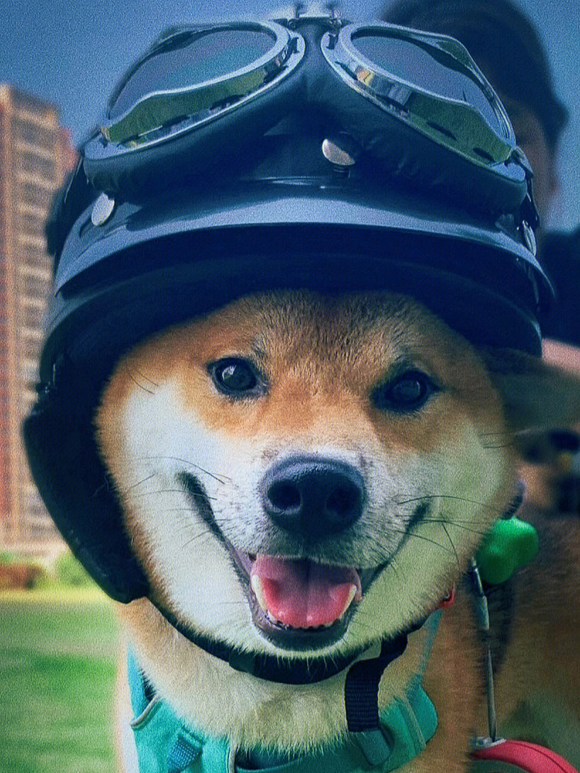 狗狗带安全帽照片图片