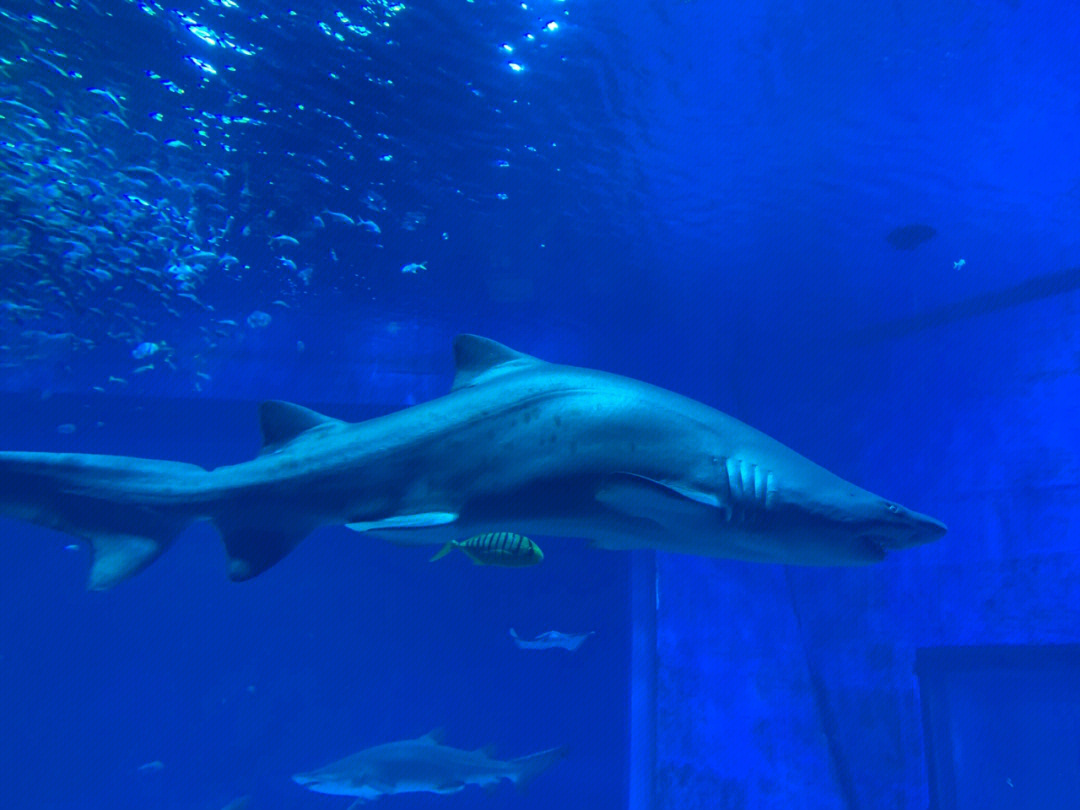 这个鲨鱼是不是有点驼背