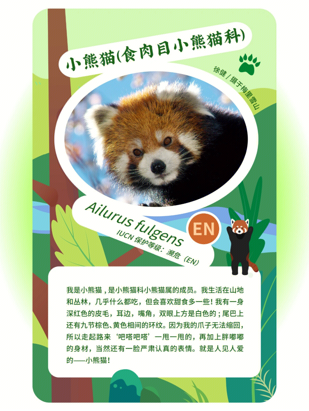 熊猫信息卡简单图片图片