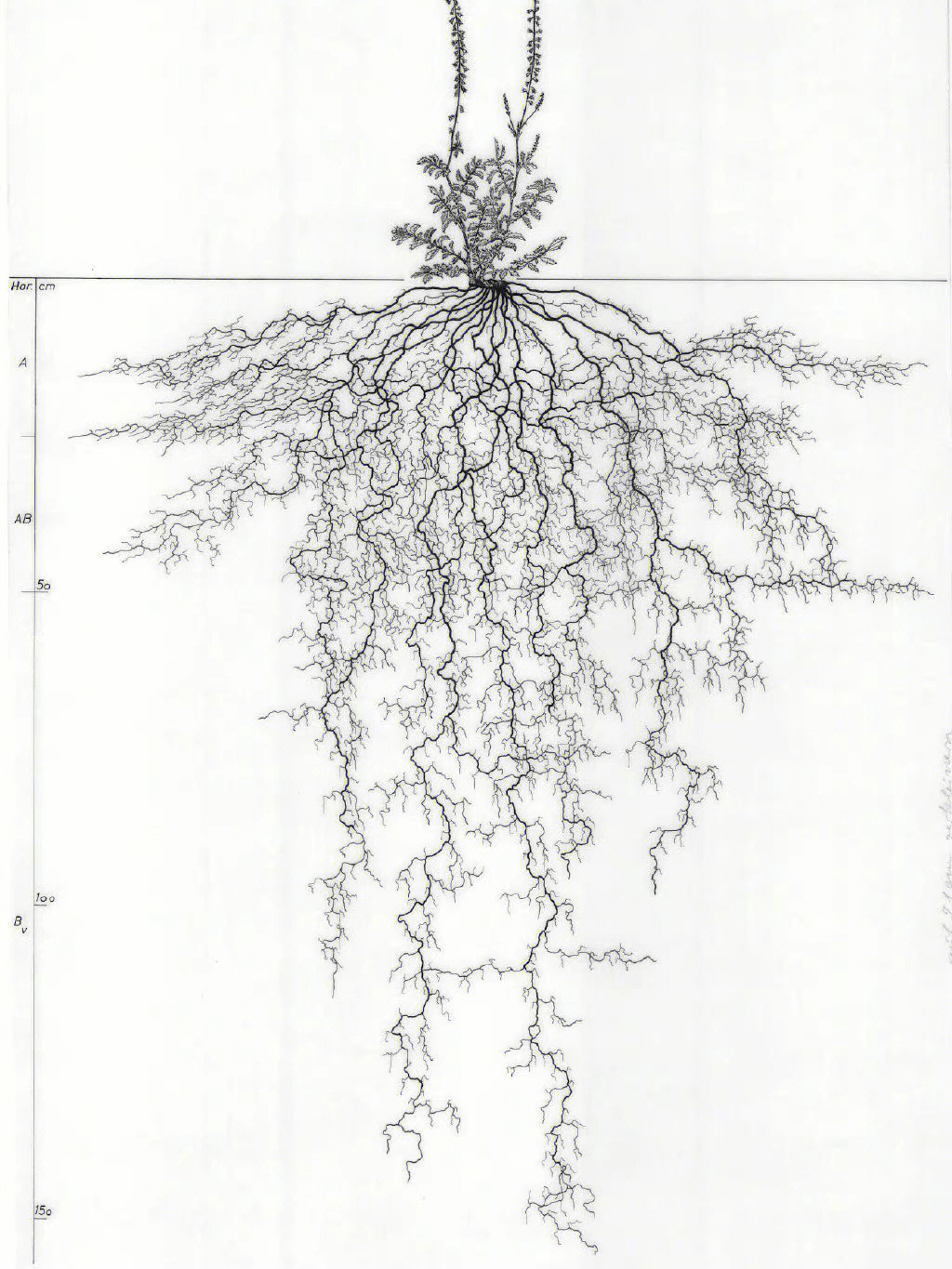 棒叶落地生根简笔画图片