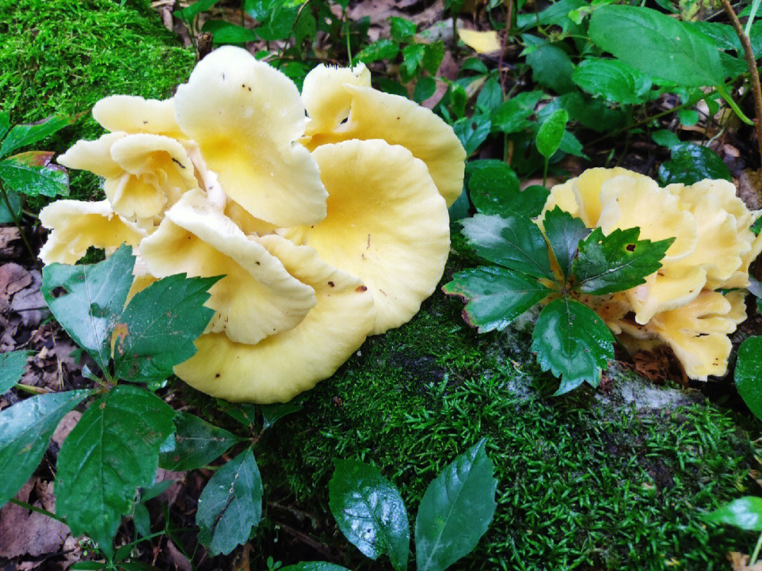 金色蘑菇品种图片