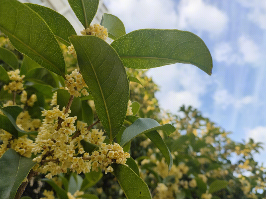 南师校园里的桂花