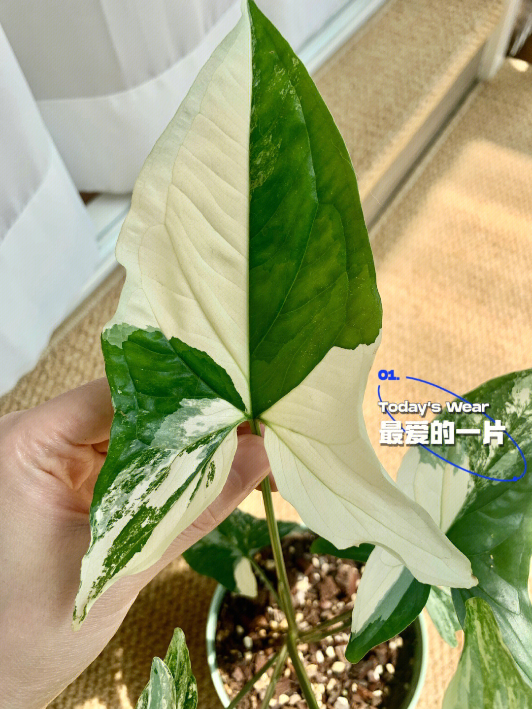 合果芋有毒吗图片