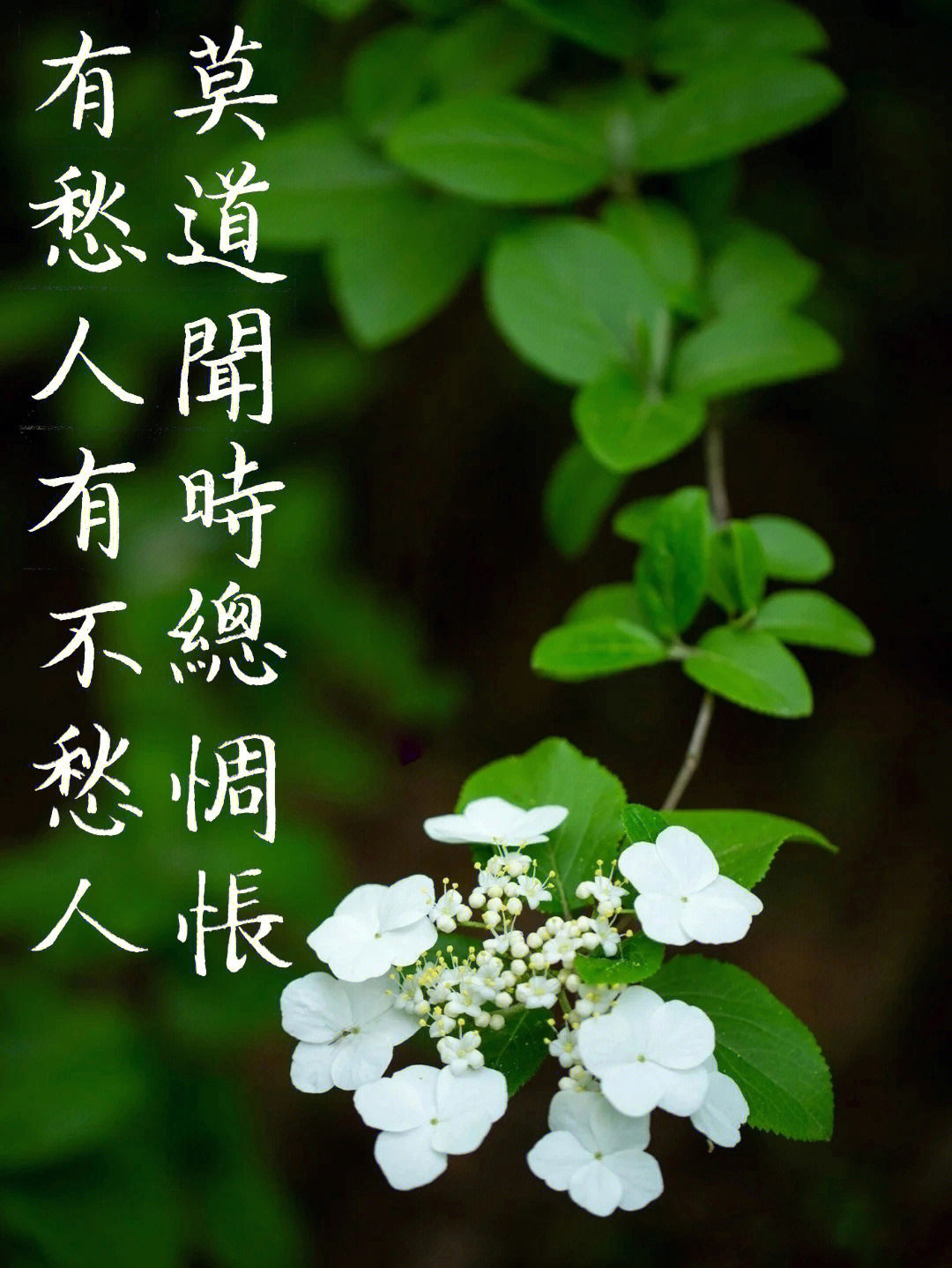 来鹄《闻蝉#我的书法分享#每日练字打卡#书法#我的日常