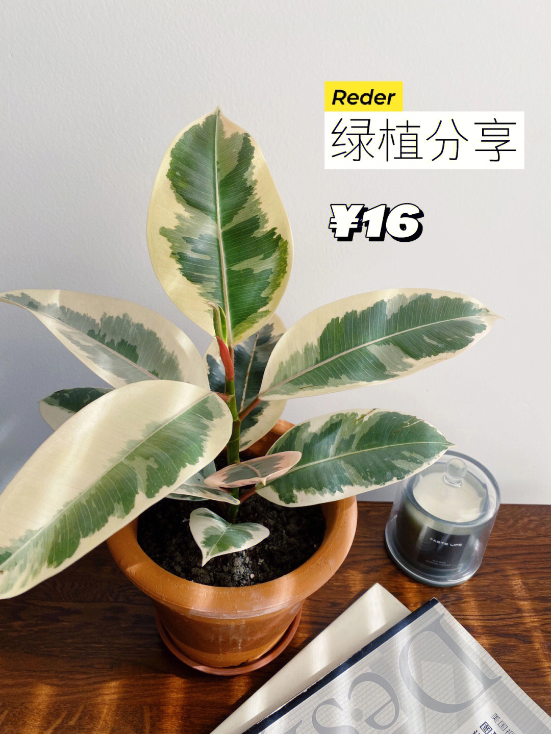 平价绿植分享17花叶橡皮树花金刚16r