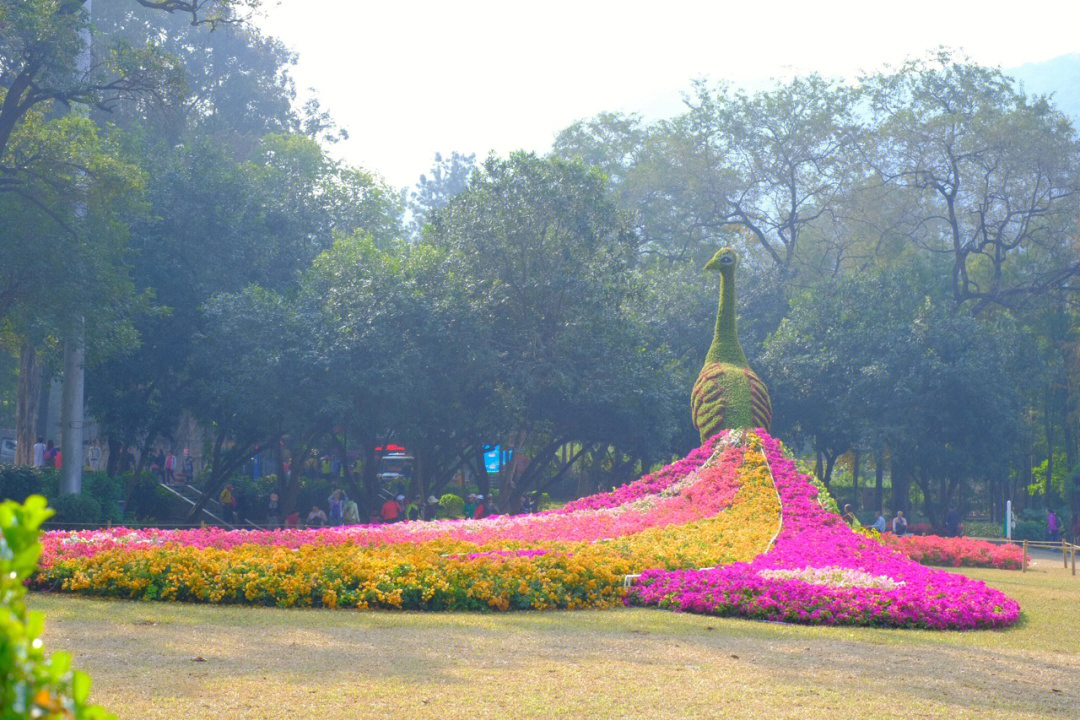 营口首届杜鹃花展图片