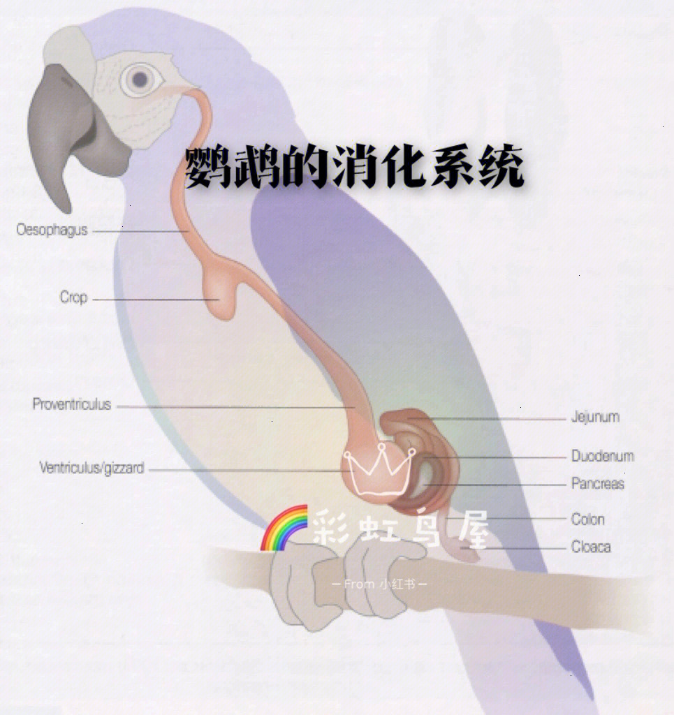 鹦鹉的身体结构图片