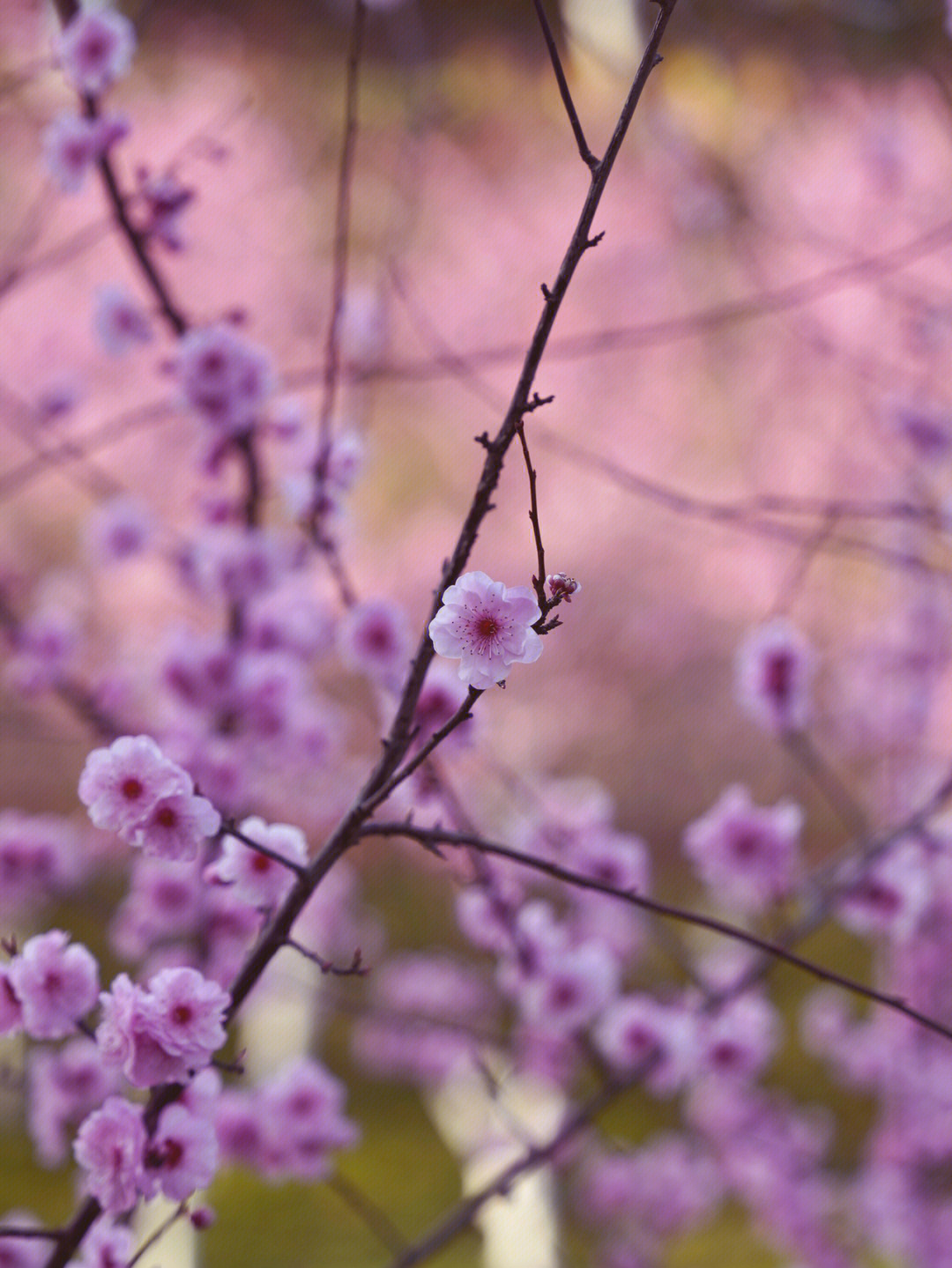 樱花和梅花的区别图片图片