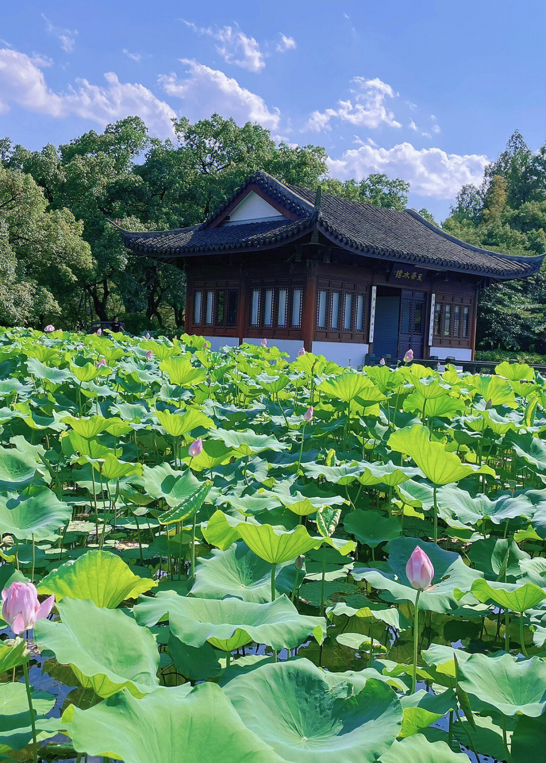 阳光是最好的滤镜西湖曲院风荷