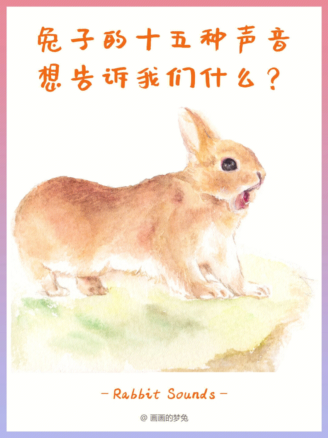 兔子的十五种声音,想告诉我们什么?