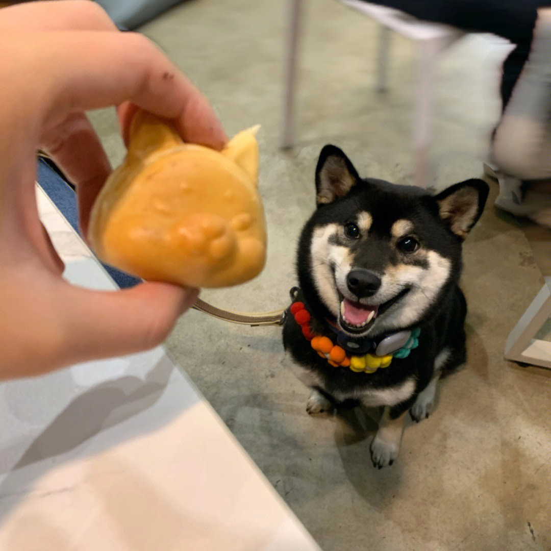 茶犬狗寿命图片