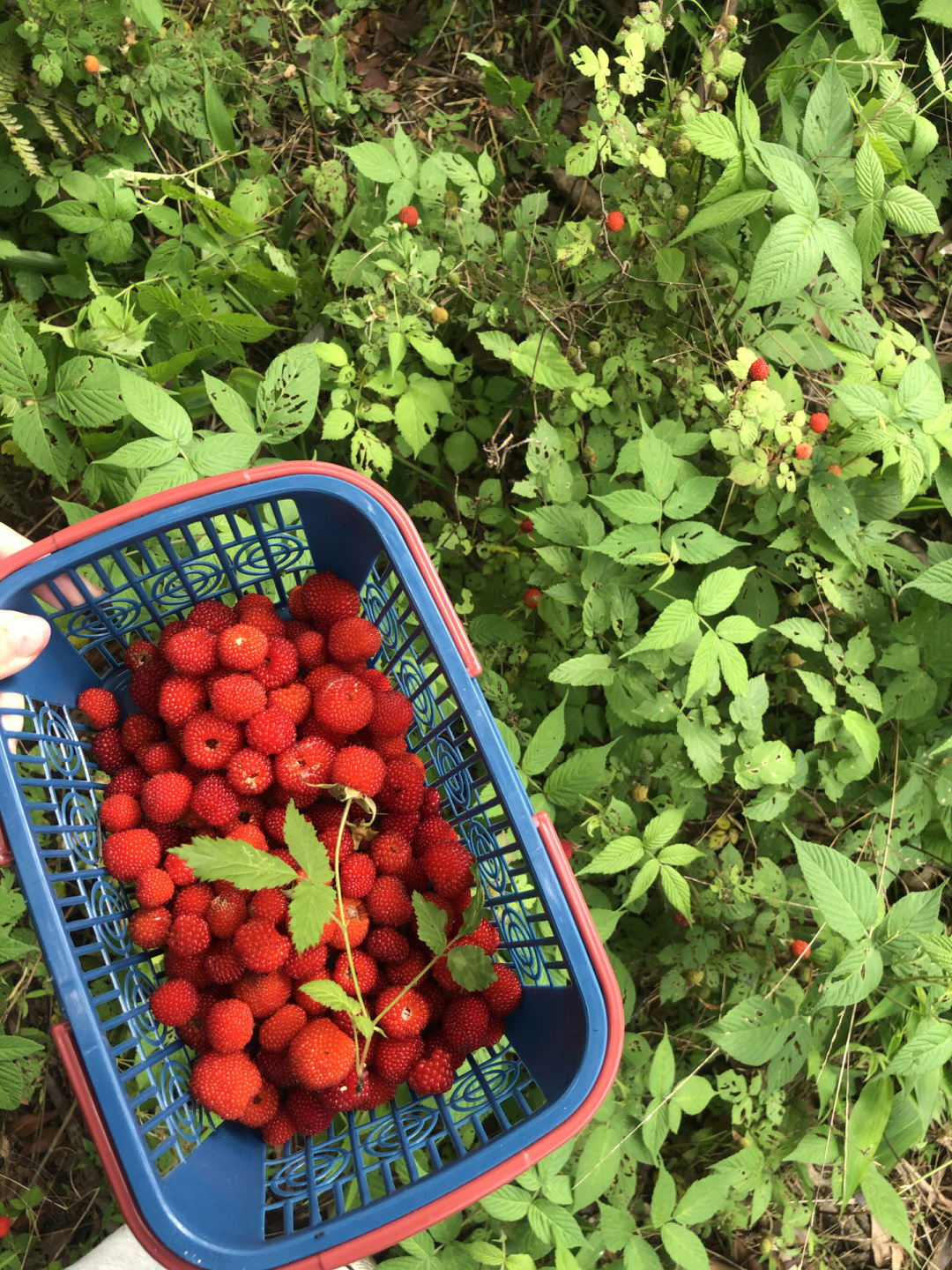 蓬蘽药用图片