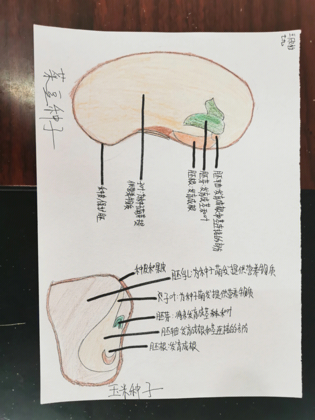 玉米种子种脐示意图图片