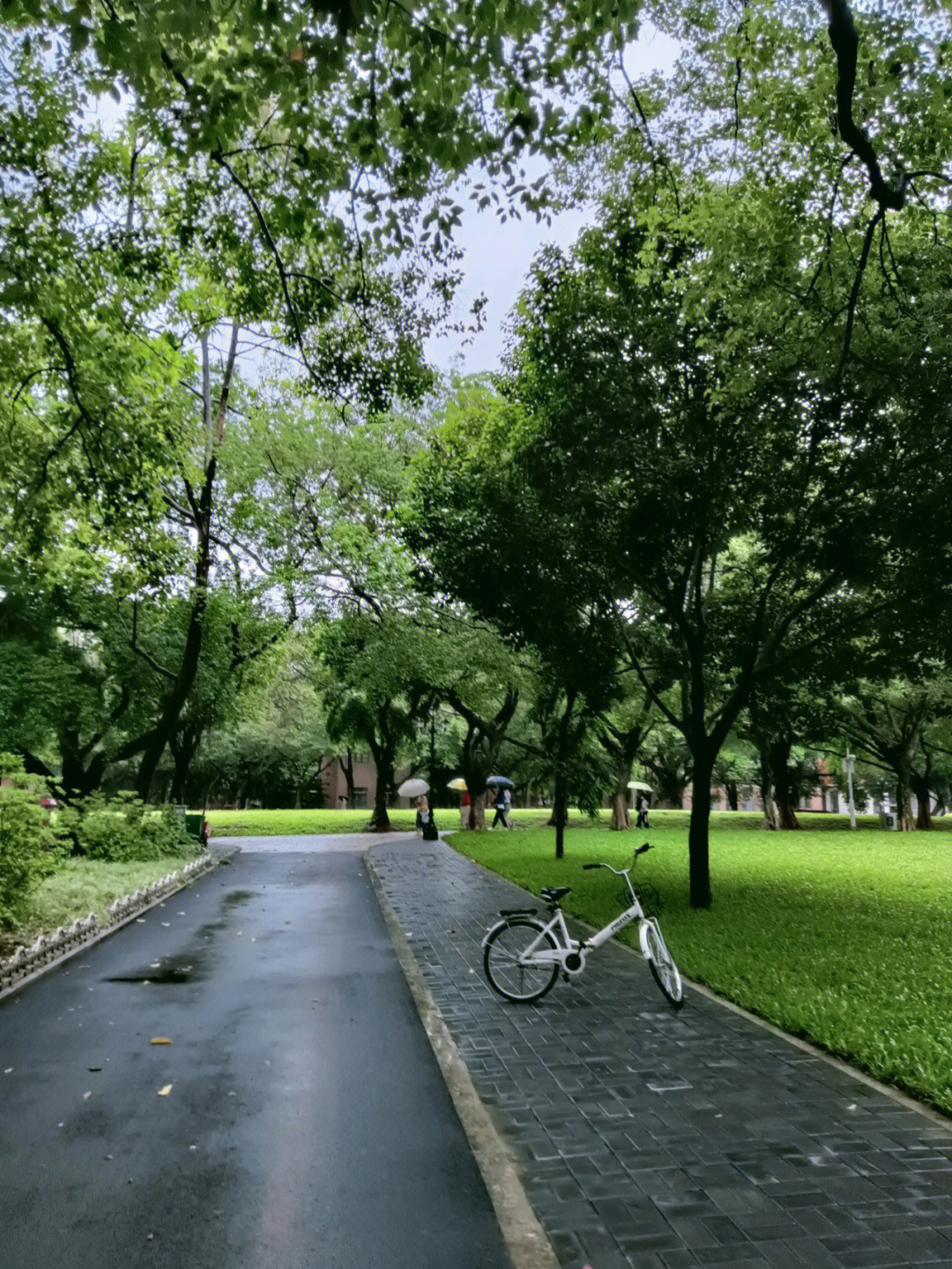 广州梅雨季图片