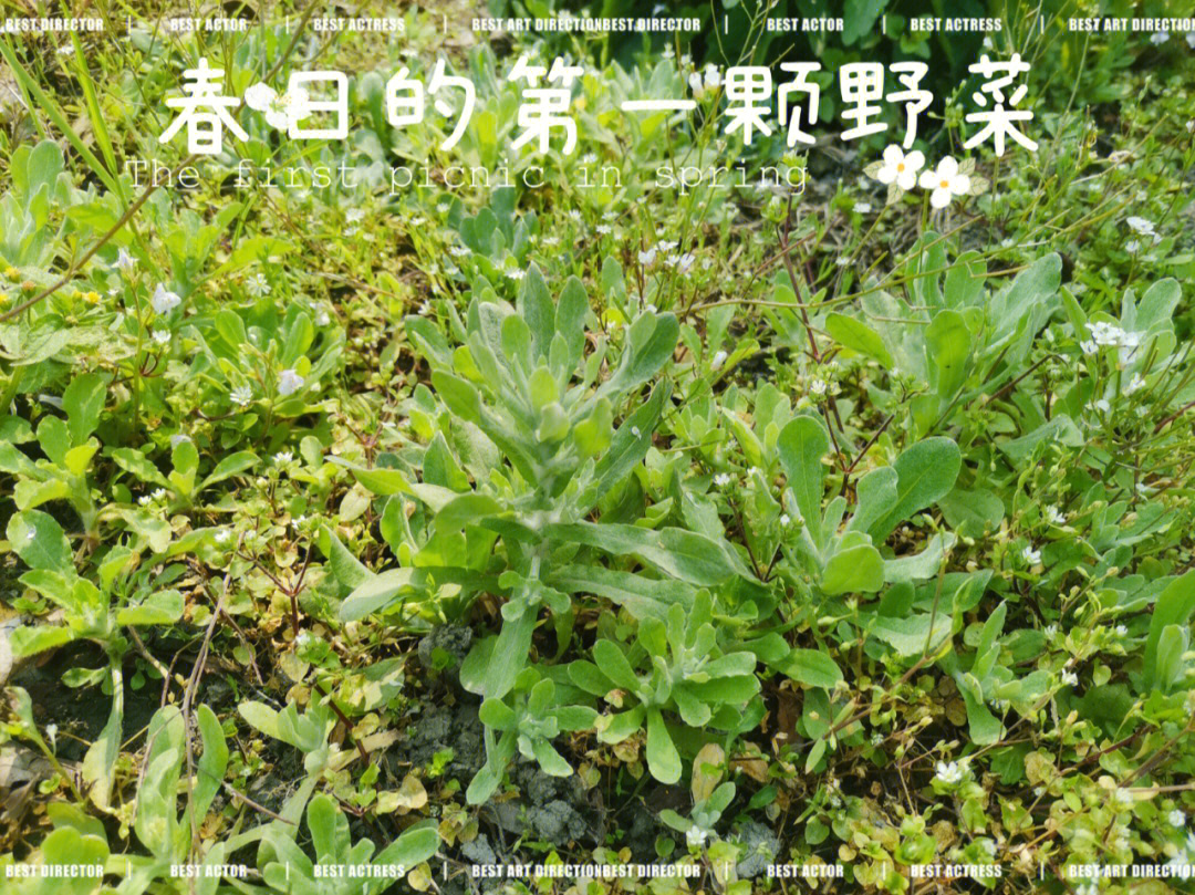 鼠曲草植物名片图片