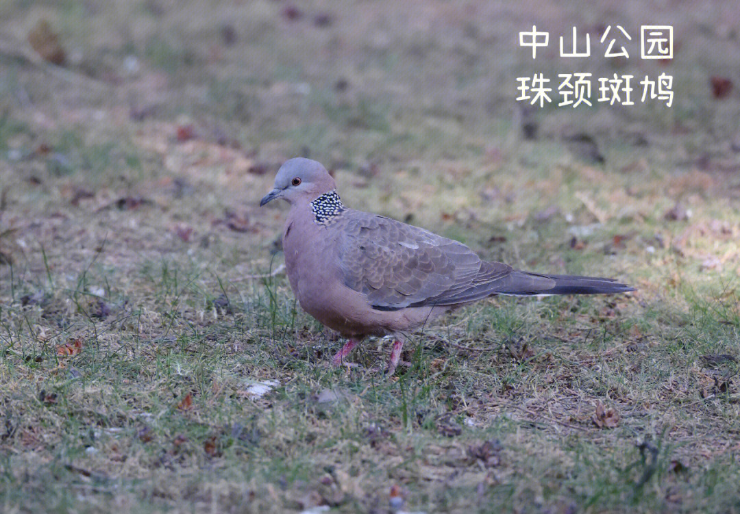 观鸟笔记5珠颈斑鸠