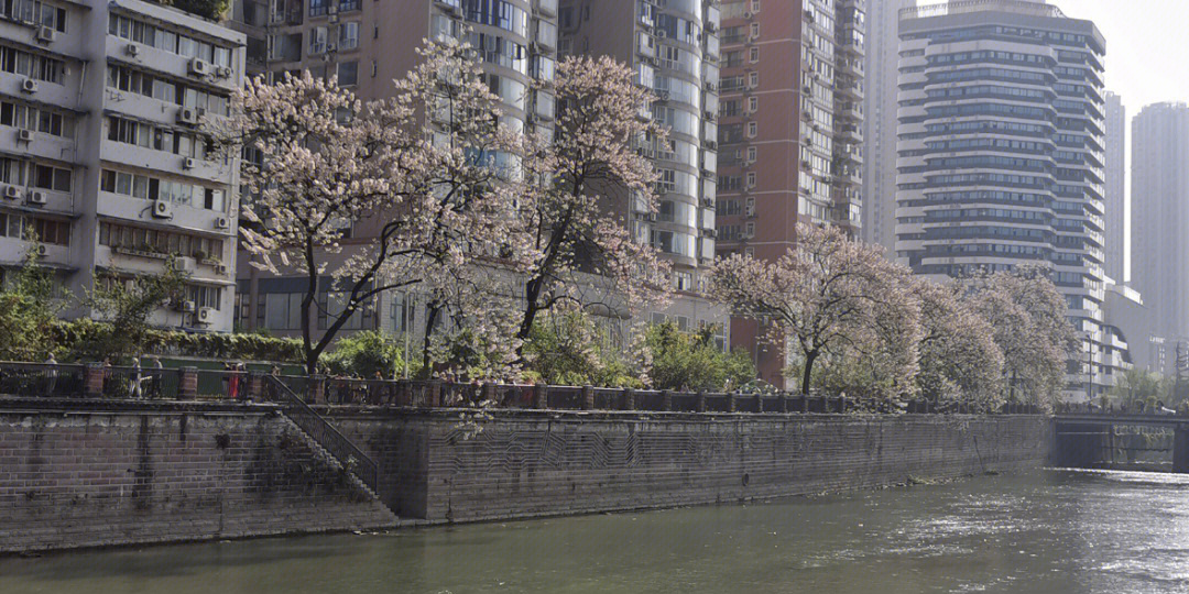 红星桥地铁站d口,出来就是河边看泡桐花像《春日》的场景