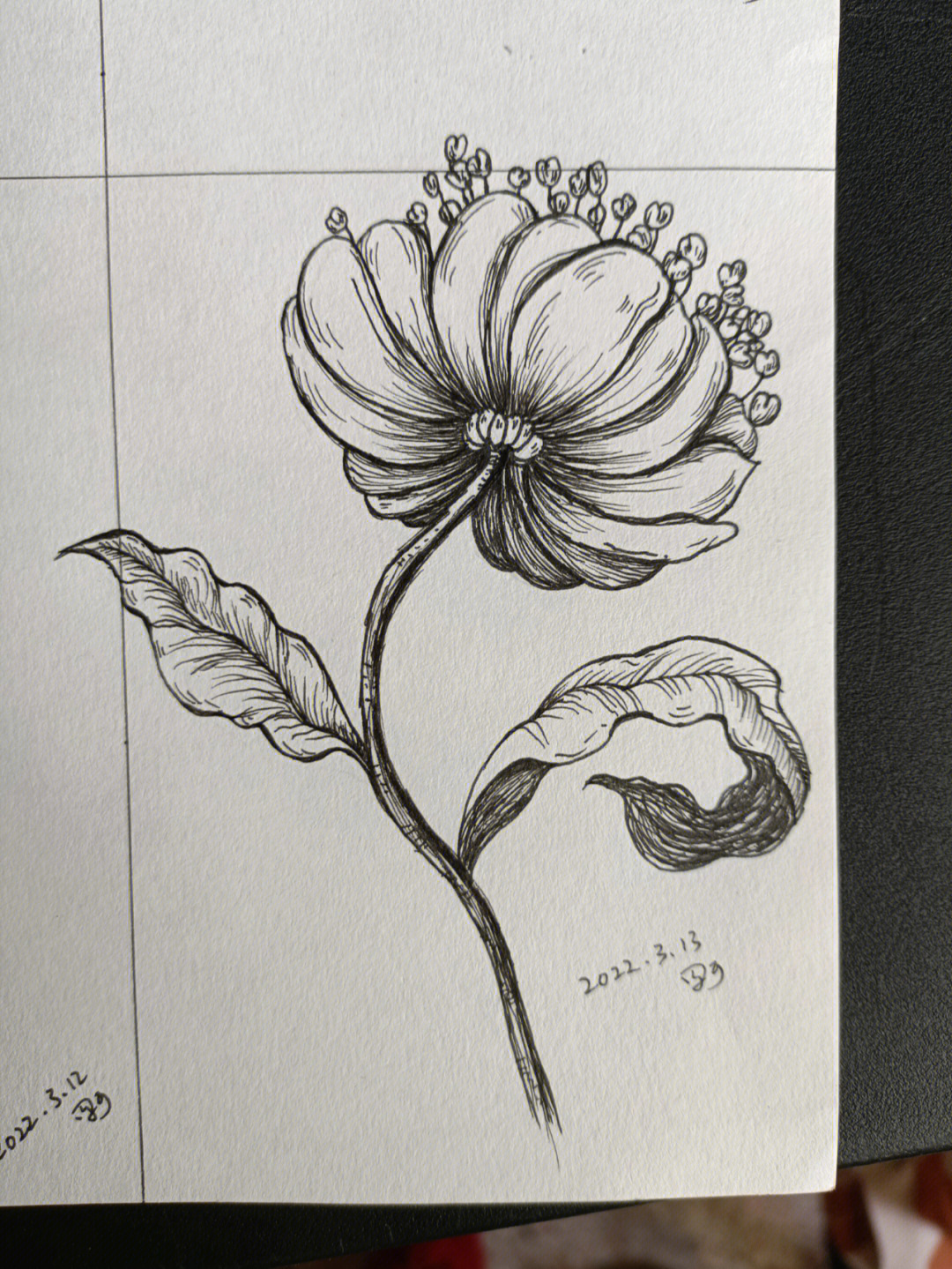 针管笔黑白花卉绘画过程