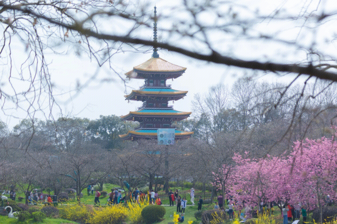 成都东湖公园樱花图片