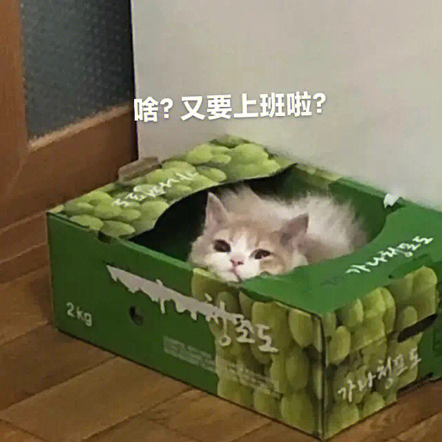 不想上班表情包猫猫图片