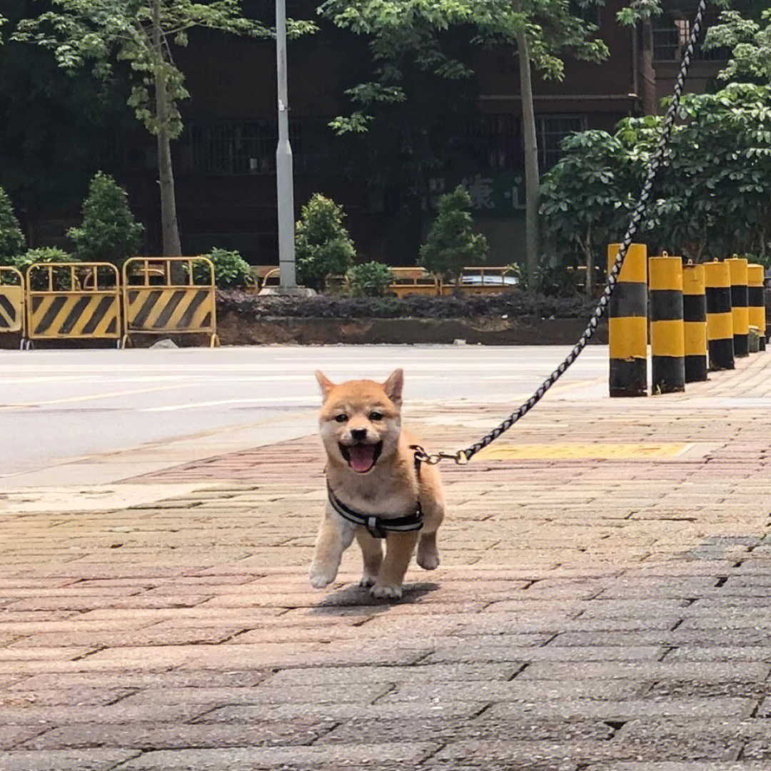 柴犬的蜕变