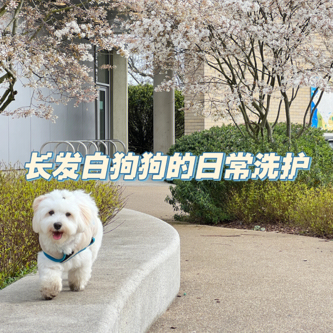 哈瓦那犬叫声图片